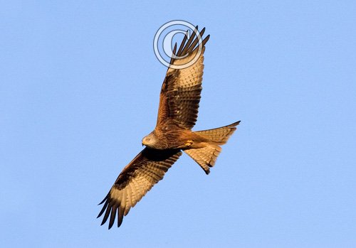 Red Kite